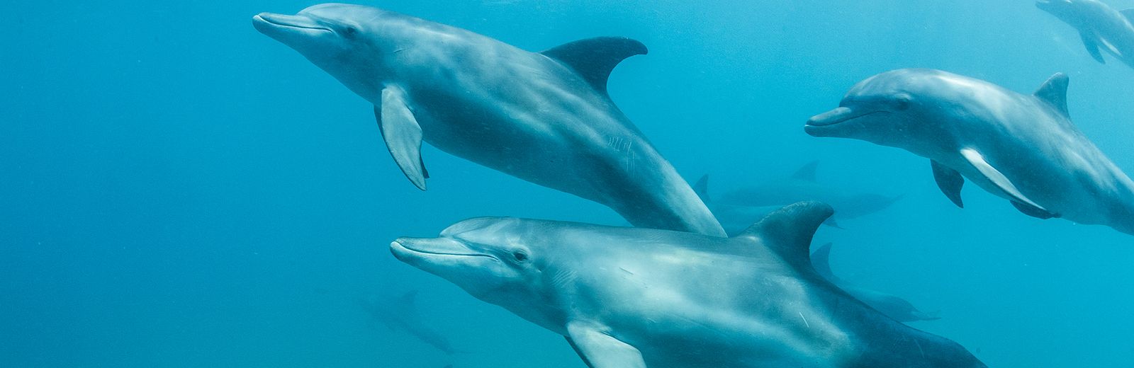 Schwimmen und Schnorcheln mit Delfinen 